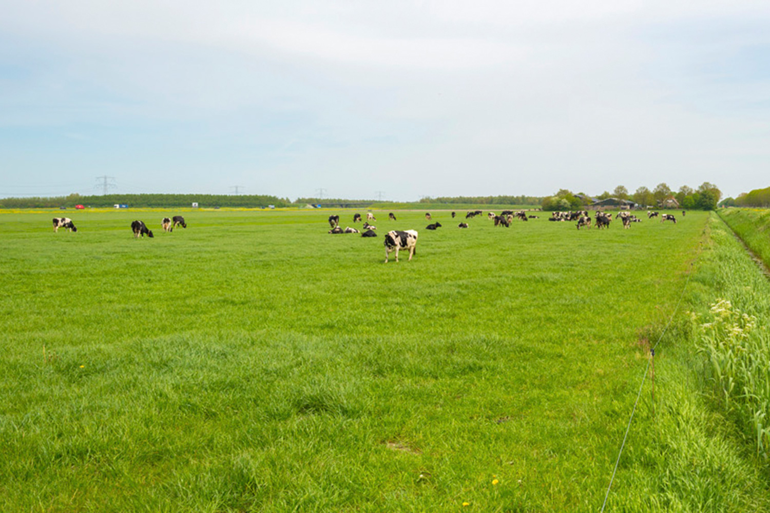 Voeders Biervliet Diksmuide, veevoeders west-vlaanderen