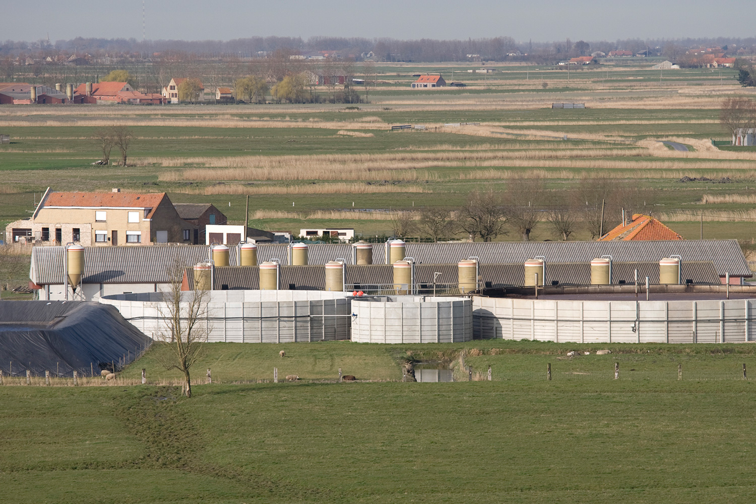 Voeders Biervliet Diksmuide, veevoeders west-vlaanderen